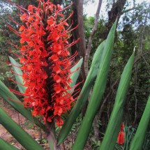 Other flower in the Atlantic Rain Forest